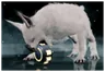 Chesa Kubrow Imprint